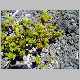 vaccinium reticulatum1.jpg